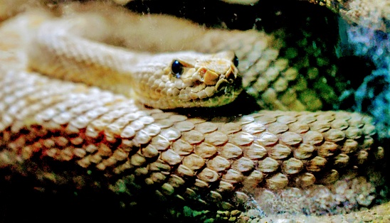 Venomous and Extremely deadly the Diamond Back Rattlesnake is primarily located  in the American southwest desert areas