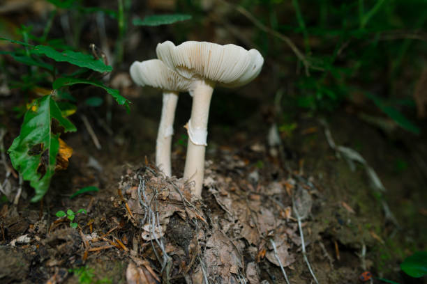 숲에 있는 두 개의 흰색 amanita virosa 버섯 - 독우산광대버섯 뉴스 사진 이미지