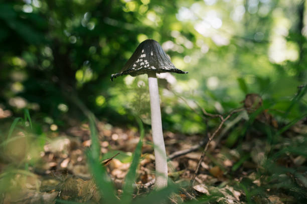 elster-tintenkappenpilz im wald - pinaceous stock-fotos und bilder