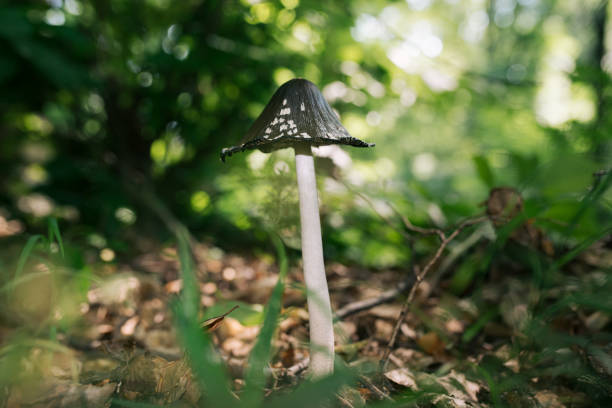 숲에 까치 잉크 모자 버섯 - pinaceous 뉴스 사진 이미지