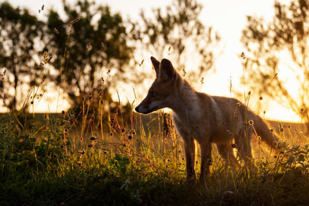 istock Portrait red fox Vulpes vulpes on a beautiful background 1502562413