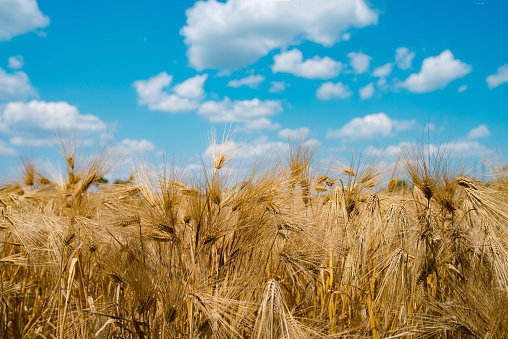 Golden barley field under blue cloudy sky