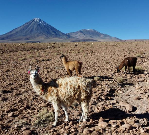 istock Alpacas in Atacama Desert with Licancabur Volcan 1502562865