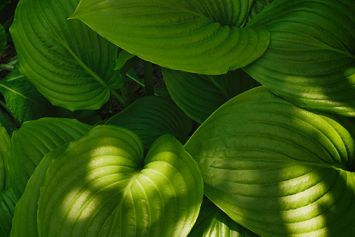 Close up light green hosta leaves. Shadows on plants. Textured background, copy space.
