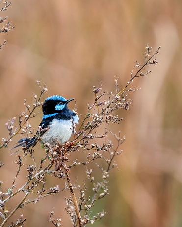 A small Superb fairywren perched atop a sparsely vegetated shrub