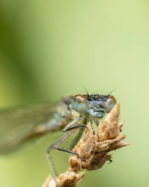 istock Macro a damselfly holding from a thin stalk, with its eyes open and alert 1502564190
