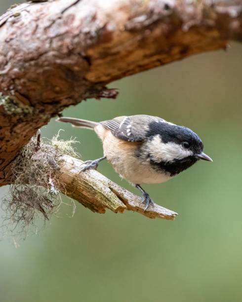 istock Coal tit perched on a tree branch in a peaceful woodland setting 1502564193
