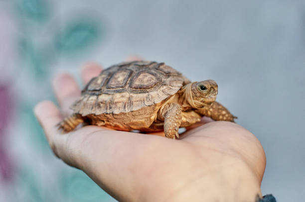 istock Supporting the slowness of the steps 1502565464