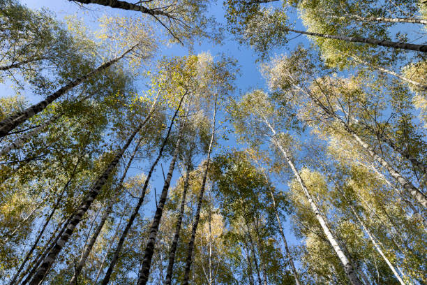 istock Birch forest with trees with yellow and green foliage 1502569020