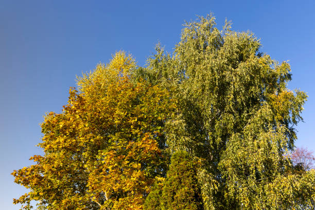 istock Birch forest with trees with yellow and green foliage 1502569091