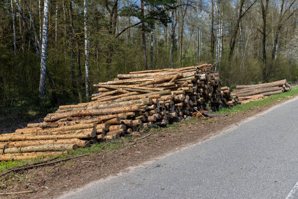 istock a pile of pine trunks for further processing at a sawmill 1502569150
