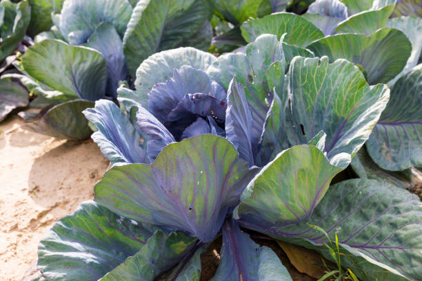 istock Agricultural field where cabbage is grown in cabbages 1502569265