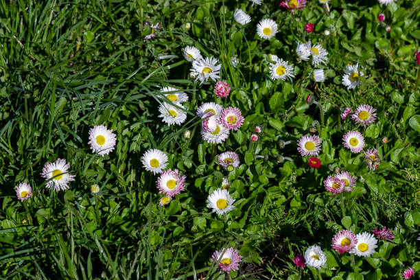 istock beautiful blooming daisies white and red in spring 1502569315