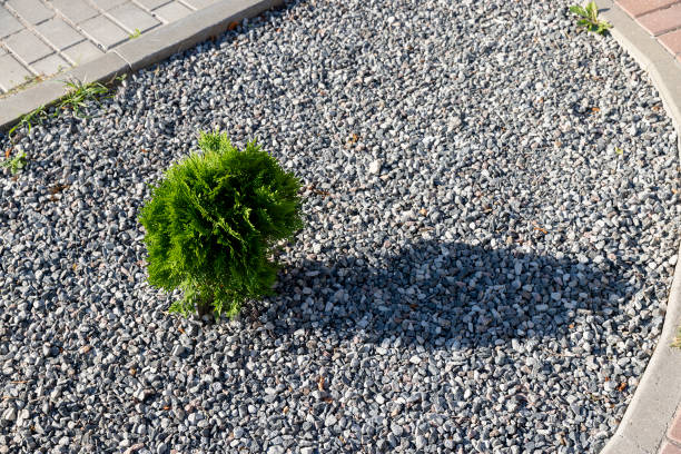 istock a small fir tree growing along the road 1502569381