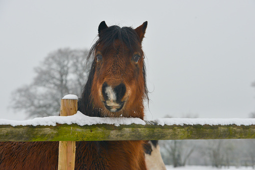 Pretty bay horse stands looking over snow covered fence on a winters day in rural Shropshire.