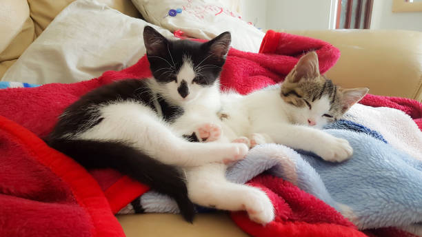 Two beautiful kittens snuggled together on blankets enjoying being cosy together and having a snooze.