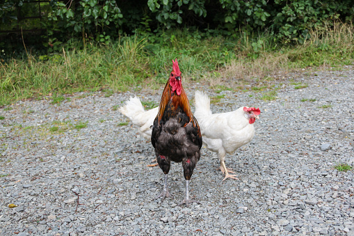 Beautiful brightly coloured cockerel and two white hens roaming free in English countryside  on a Spring day .