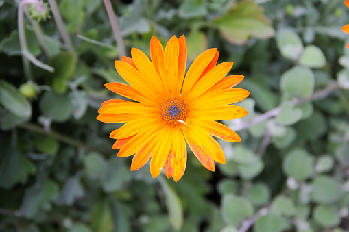 Bright and cheerful orange daisy flower in full bloom.