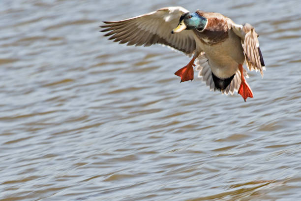 istock Incoming Mallard Drake 1502569970