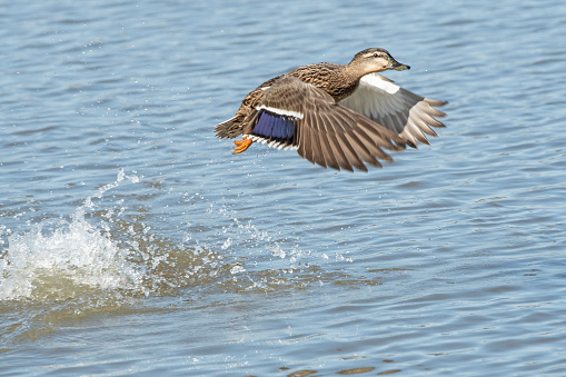 Mallard hen springing from lake to take off
