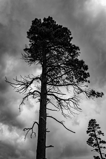 A low-angle black and white shot of a tall tree standing against a cloudy sky