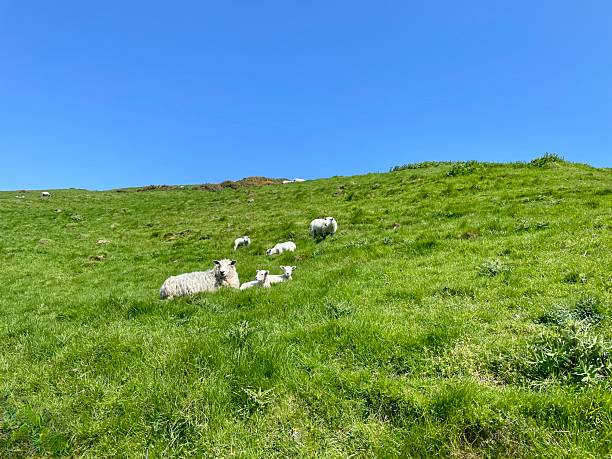 Sheep on the Isle of Purbeck