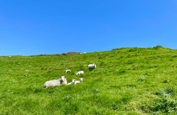 Sheep on the Isle of Purbeck stock photo