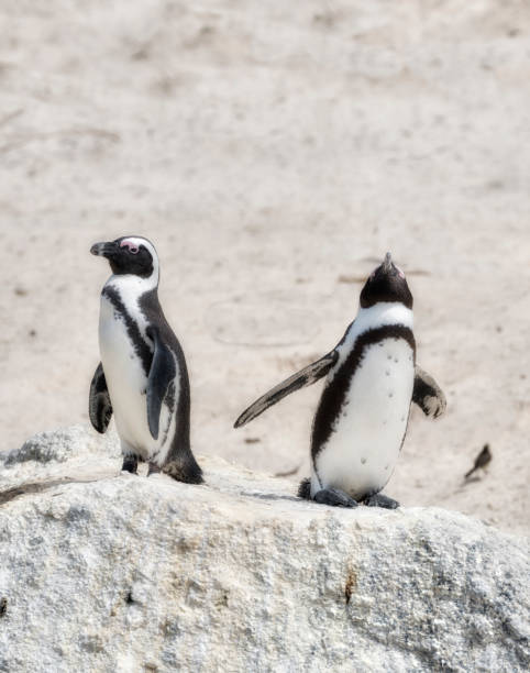 istock Black-footed penguin at Boulders Beach,  South Africa 1502573164