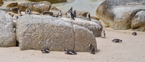 istock Black-footed penguin at Boulders Beach,  South Africa 1502573166