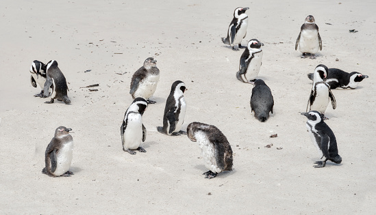 Super-sharp Photo of Black-footed penguin at Boulders Beach,  South Africa, taken with Medium Format and prime lens