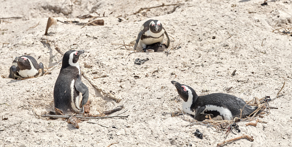 Super-sharp Photo of Black-footed penguin at Boulders Beach,  South Africa, taken with Medium Format and prime lens