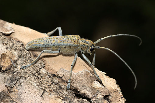 Tan and gray with black spots and long antenna, a large poplar borer beetle, walks on tree bark in Littleton Colorado.