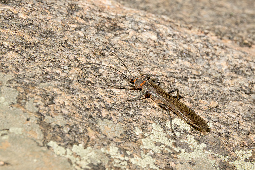 This close up side view image shows a detailed, macro long horned beetle on a Sonoran Desert rock.