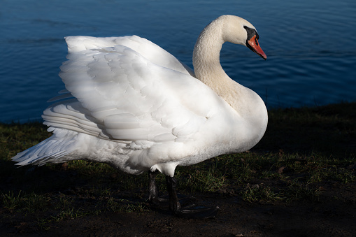 a large white mute swan stands on the edge of a lake. The earth is damp with low grass. The white plumage glows in the sun