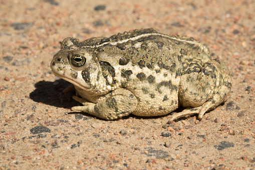 Sitting in the sun, a bumpy and camouflaged Woodhouse's toad sits on the dirt road in Waterton Canyon, Littleton, Colorado.