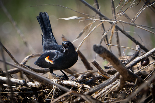 Redwing Blackbird singing loudly to establish its territory