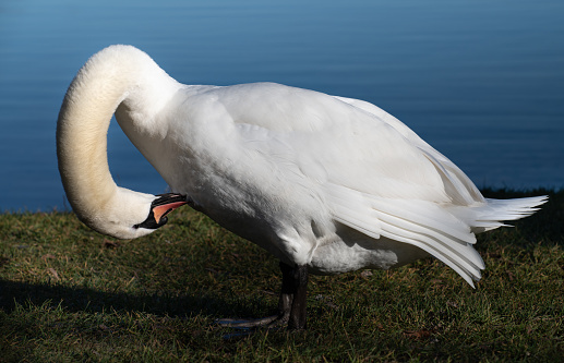 A white mute swan stands on the shore of a lake. He cleans his feathers and chest with his beak