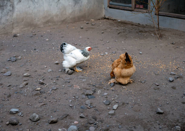 Chicken, hens looking for food in the back yard