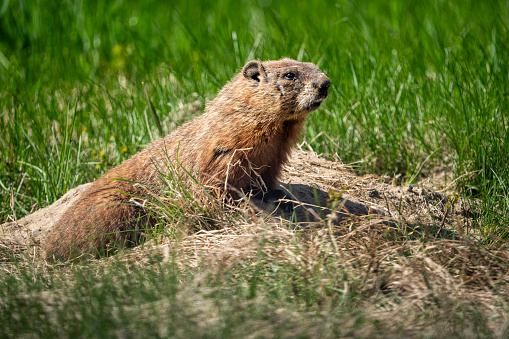 Groundhog at the entrance of its burrow in a grass field on the side of the road.