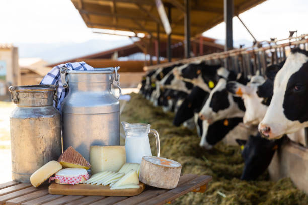 istock Fresh natural farm dairy products on table in cowshed 1502629863