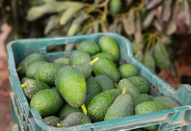 Young women choosing avocado