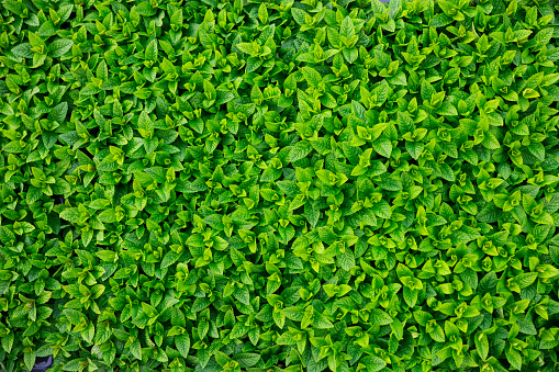 Rows of menta seedling. Lots of mint bushes in plastic pots. Spring work in garden. Gardening concept. Close up