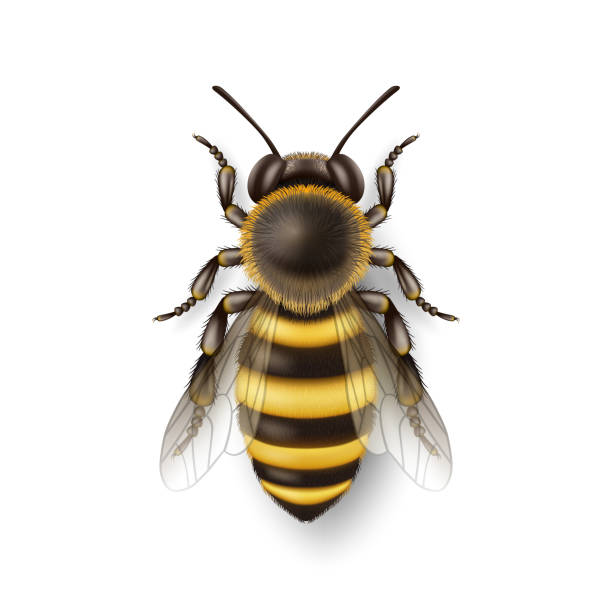 illustrations, cliparts, dessins animés et icônes de vector 3d realistic detailed bee icon closeup isolé sur fond blanc. modèle de conception d’abeille reine, illustration vectorielle de l’abeille dans macro, haut view - stinging