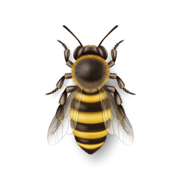 ilustrații de stoc cu vector 3d realist detaliate miere de albine icon closeup izolate pe fundal alb. queen honeybee design template, ilustrație vectorială a albinelor în macro, top view - albină