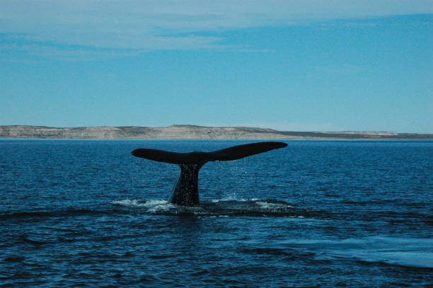 istock Xecom Multimedia - Whale Tail - Cola de ballena Franca Austral 1502633072