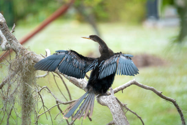 istock A big anhinga bird resting on tree branch in Florida wetlands 1502635601