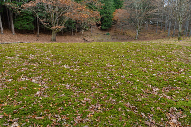 This autumn leaves are the autumn leaves of the forest of the mountains in the southwestern part of Saitama Prefecture.