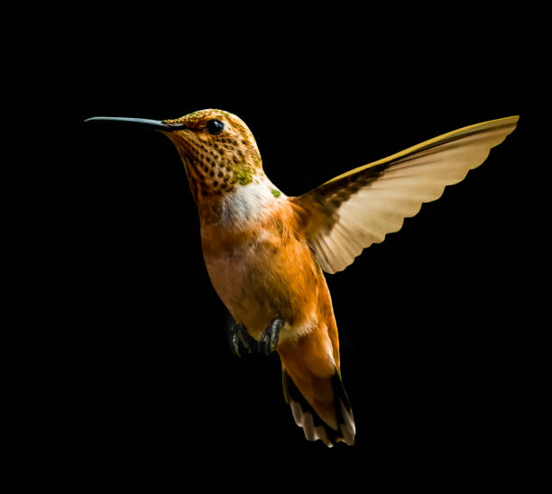 istock Rufous hummingbird portrait close up 1502642711