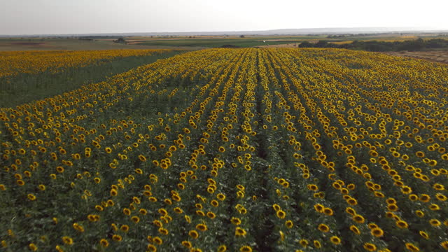 Beautiful blooming sunflower field at sunset
