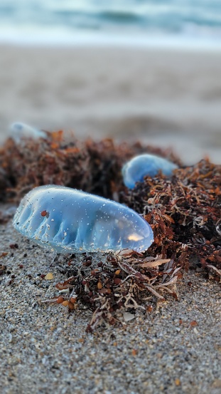 Vibrant jellyfish on beach